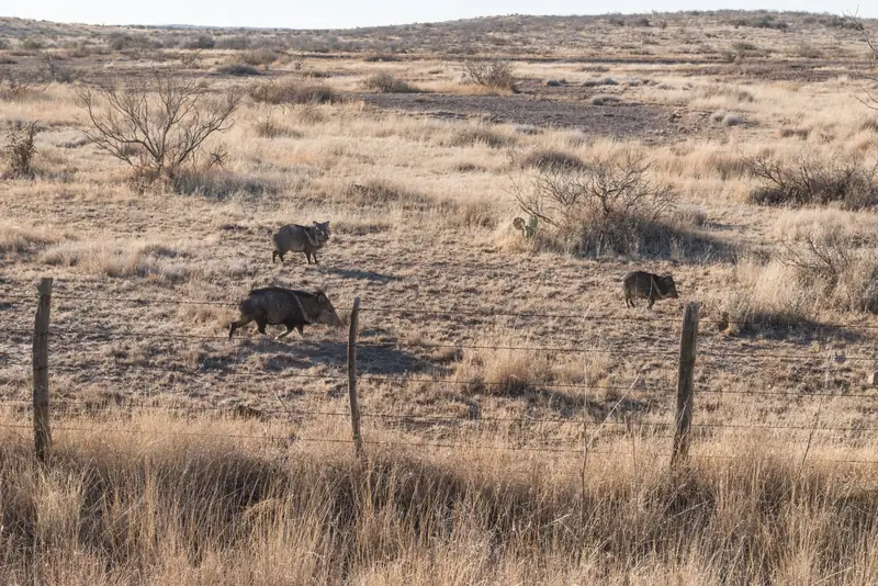 Three javelinas crossing dry golden grassland behind a barbed-wire fence