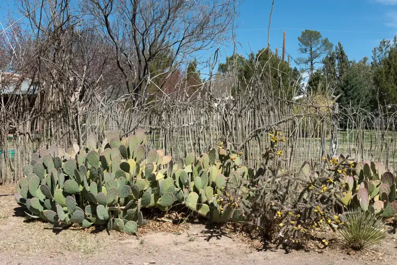Prickly-pear cactus and a fence of dry ocotillo stems in a Marfa yard